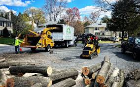 How Our Tree Care Process Works  in  Upper Nyack, NY