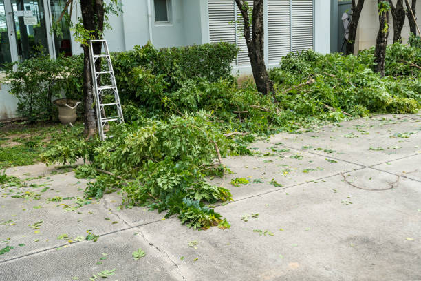 Best Root Management and Removal  in Upper Ack, NY