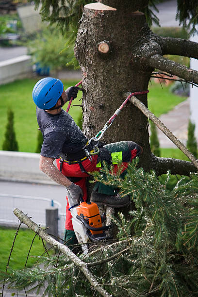 Upper Nyack, NY Tree Services Company