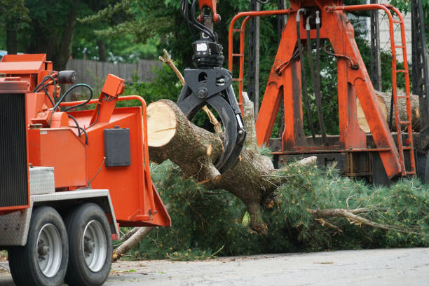 Best Tree Cabling and Bracing  in Upper Ack, NY