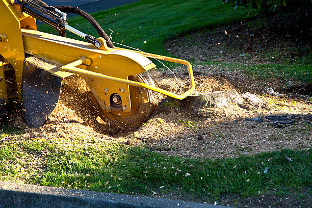 Best Stump Grinding and Removal  in Upper Ack, NY